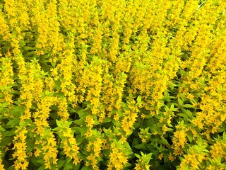 yellow flowers background