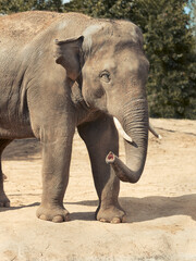 Fototapeta premium Close up of an Asian Elephant in a zoo