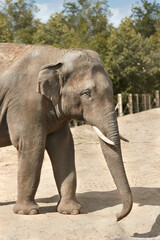 Close up of an Asian Elephant in a zoo