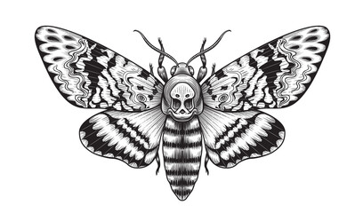 Vector Acherontia Styx Butterfly Isolated - obrazy, fototapety, plakaty