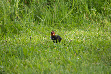Common coot (Fulica atra) chick in the grass on its own
