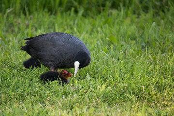 Adult Eurasian coot (Fulica atra) feeding young in lawn