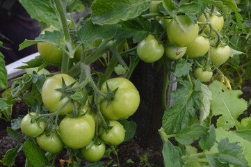 green tomatoes in the garden
