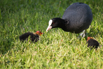 Adult Eurasian coot (Fulica atra) feeding young in lawn