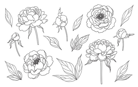Contoured Simple Peony Flowers, Buds and Leaves Set