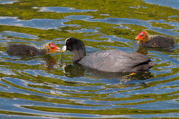Adult Eurasian coot (Fulica atra) feeding chick in the water