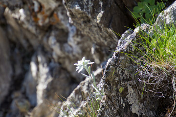 blühendes Edelweis in seiner natürlichen Umgebung