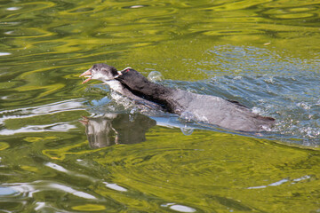 Adult Eurasian coot (Fulica atra) attacking juvenile in water