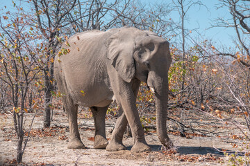 wild elephant walking