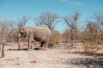 Fototapeta na wymiar big elephant in forest