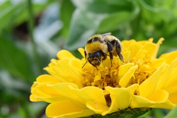 bee on yellow flower