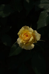 Yellow Flower of Rose 'Sun Goddess' in Full Bloom
