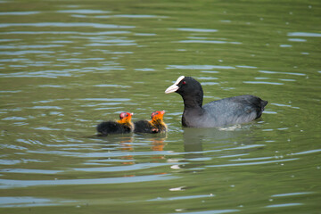 Adult Eurasian coot (Fulica atra) feeding youngs in the water