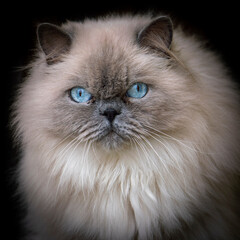 Lovely adult Ragdoll Cat isolated on Black Background with curious Blue Eyes Looking at the camera.