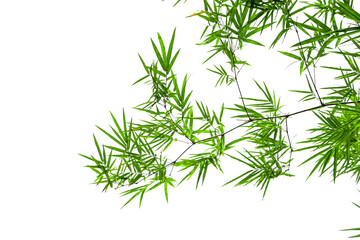 Bamboo leaves on a white background.