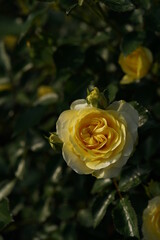 Yellow Flower of Rose 'Sunlight Romantica' in Full Bloom
