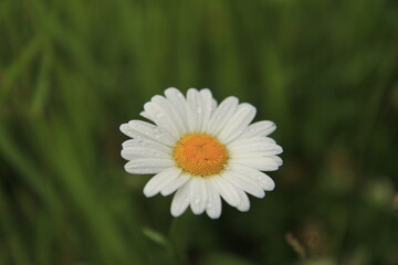 white daisy in the grass