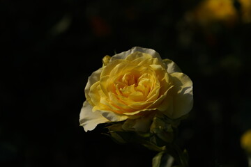 Yellow Flower of Rose 'Sunlight Romantica' in Full Bloom
