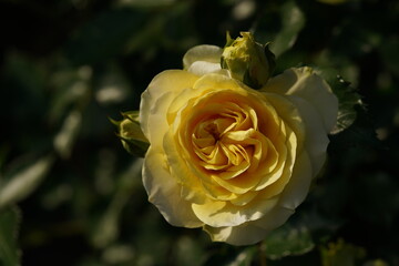 Yellow Flower of Rose 'Sunlight Romantica' in Full Bloom
