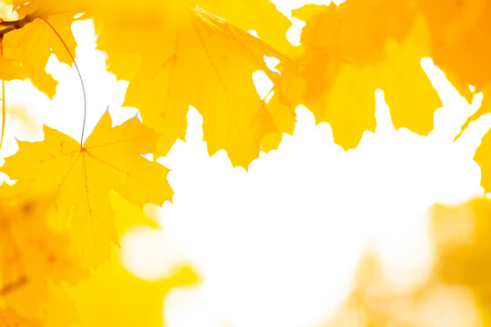 Maple Leaves Background Photos Royalty Free Images Graphics Vectors Videos Adobe Stock Maple Leaves Background Photos Royalty Free Images Graphics Vectors Videos Adobe Stock