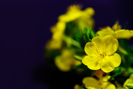 405 件の最適な 花鳥風月 画像 ストック写真 ベクター Adobe Stock
