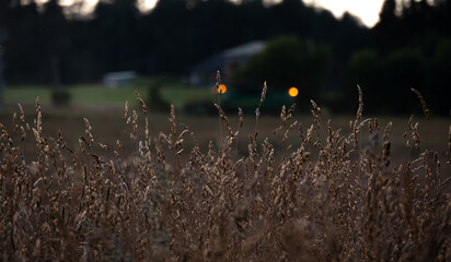Selective focus of yellow barley in golden meadow