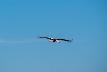 bird in flight