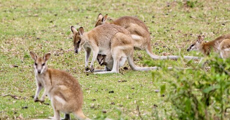 Naklejka na ściany i meble Baby kangaroo protected by his mother