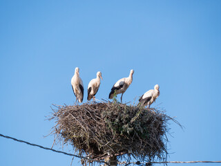 stork in nest