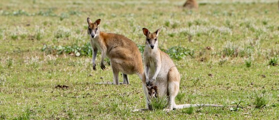 Wallaby mother and their baby