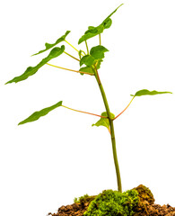 Plant de papayer