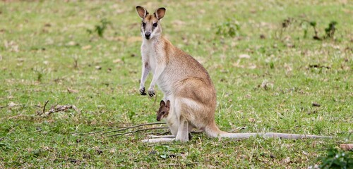 Wallabie mother and her joey