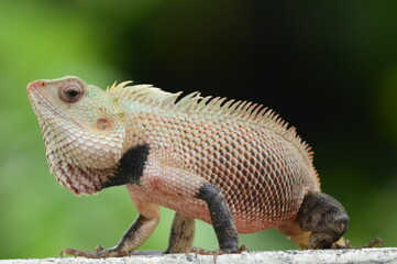 Chameleon - Beautiful & Lazy