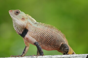 Chameleon - Beautiful & Lazy
