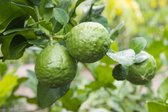 Fresh Bergamots and leaves on tree with water drops on them fruity,   with herbaceous bergamia Aroma