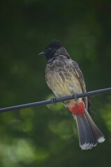 Bulbul Perching on Twig