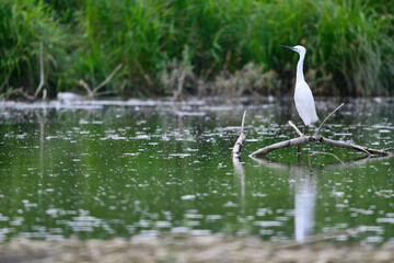 Aigrette garzette