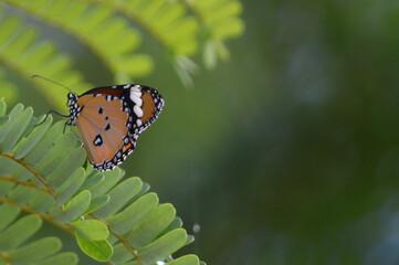 Butterfly - Beautiful Theme