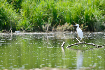 Aigrette garzette