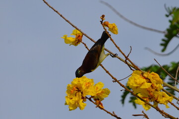 Honeybee - Humming Bird Pearched