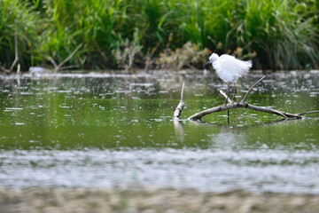 Aigrette garzette