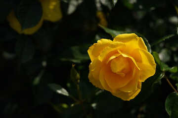 Yellow Flower of Rose 'Surprise' in Full Bloom
