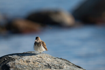 Common sandpiper Wader Bird on large boulder by the coast in the archipelago of Northern Scandinavia during summer, where its feeding.