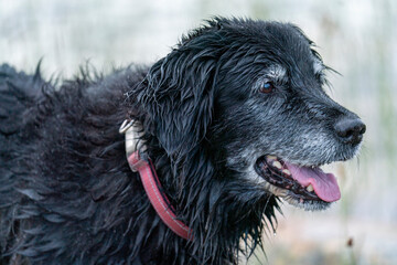 Happy Smiling Black Dog Fetching Stick in the water by the lake. Portrait of Old Golden Retriver and Border Collie Mix.