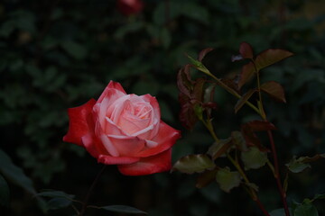 Red and White Flower of Rose 'Tancho' in Full Bloom
