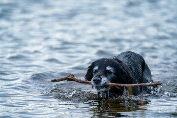 Happy Smiling Black Dog Fetching Stick in the water by the lake. Portrait of Old Golden Retriver and Border Collie Mix.
