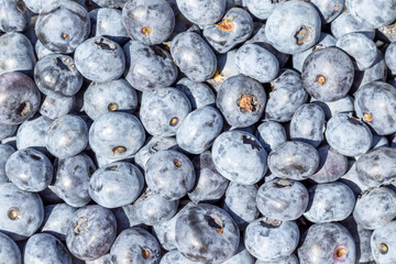 Pile of blueberries close up. Blueberry wallpaper.