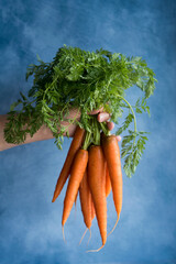 Hand hold fresh carrots on blue background.