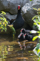 Adult common moorhen (Gallinula chloropus) and young