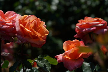 Apricot Flower of Rose 'Tangerina' in Full Bloom
